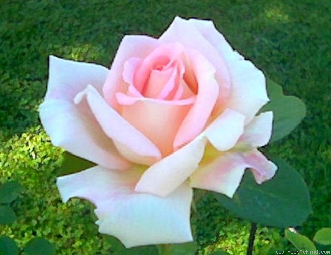 'Cantilena Slovenica' rose photo