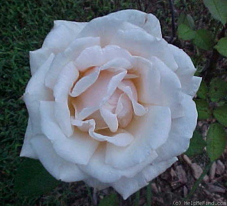 'Diamond Jubilee (hybrid tea, Boerner, 1947)' rose photo