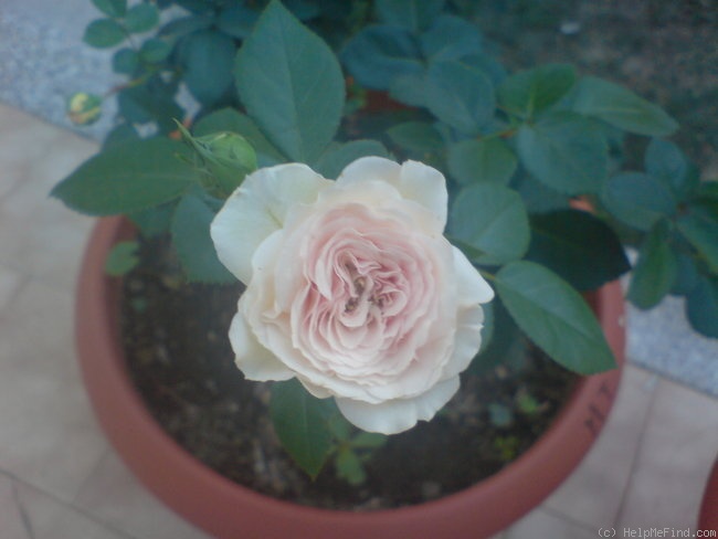 'Mariatheresia ®' rose photo