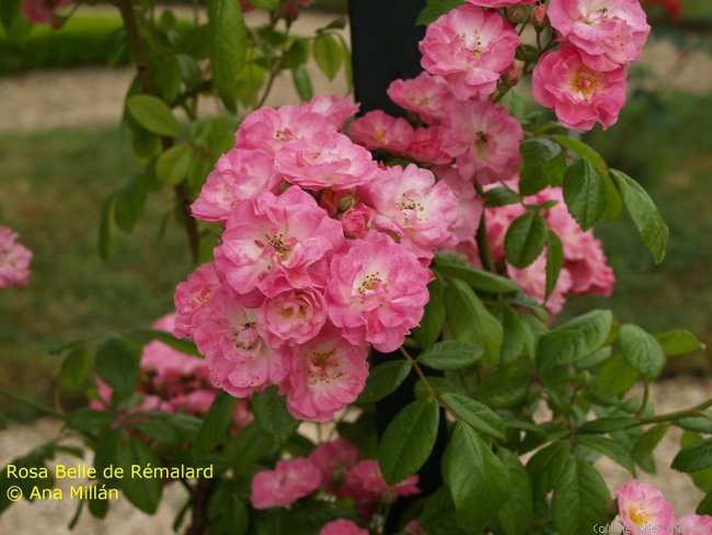 'Belle de Rémalard ®' rose photo