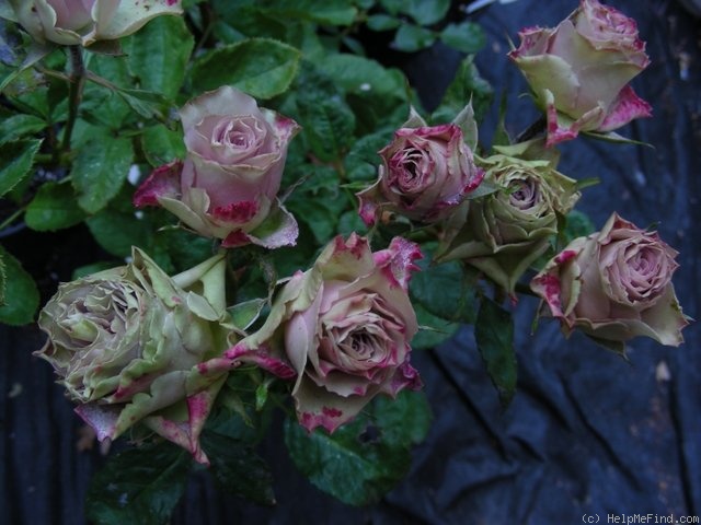 'Old Dutch®' rose photo