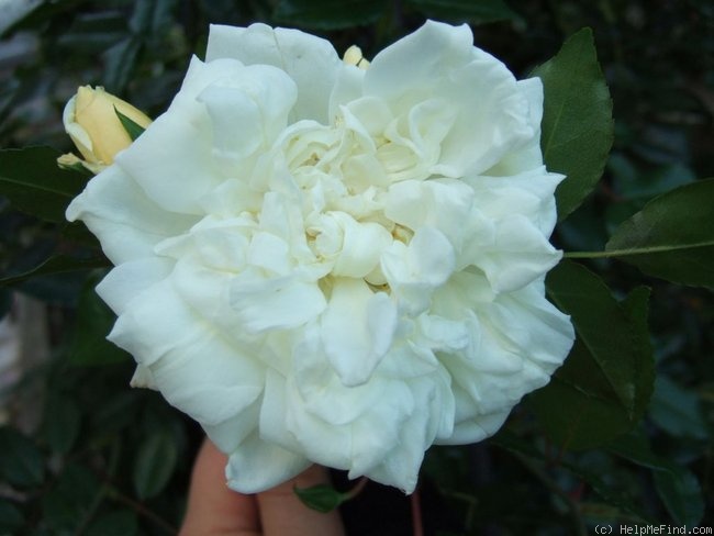 'Albéric Barbier (Rambler, Barbier, 1900)' rose photo