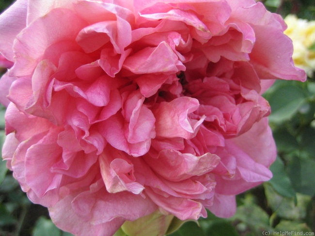 'Miss Agnes C. Sherman' rose photo