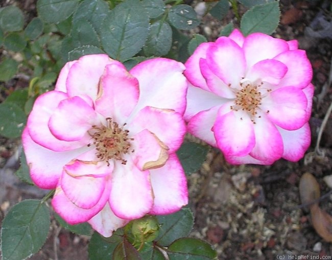'Libby' rose photo