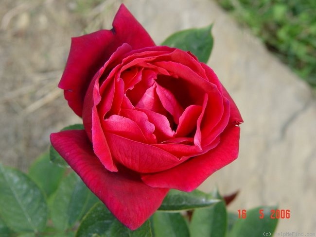 'Illona' rose photo