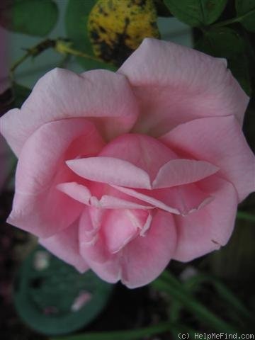 'Madame Caroline Testout, Cl.' rose photo