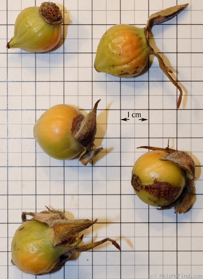 'Ludvik Vecera' rose photo