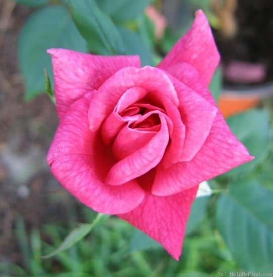 'Marie d'Orléans (Tea, Nabonnand, 1883)' rose photo