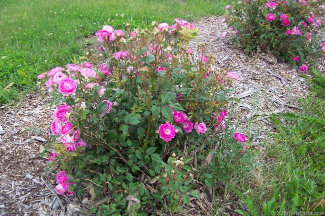 'Sven' rose photo