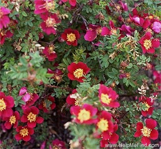 'Doorenbos Selection' rose photo