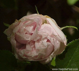 'Passe Princesse' rose photo