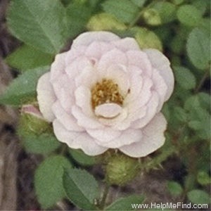 'Dresden Doll' rose photo