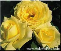'Aperitif ® (hybrid tea, McGredy 1988)' rose photo