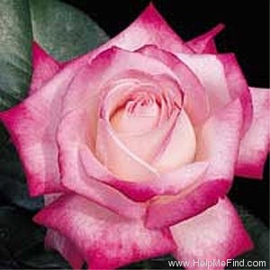 'Standing Ovation ™' rose photo