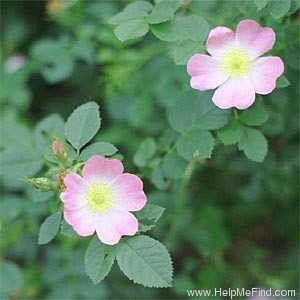 'Eglanteria' rose photo