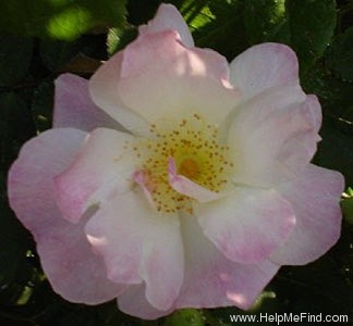 'Erfurt' rose photo