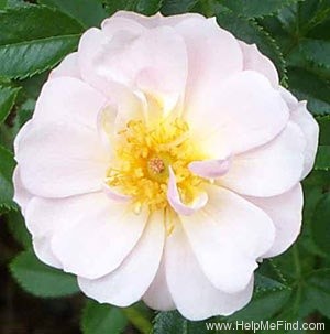 'POUllen' rose photo