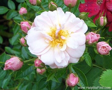 'POUllen' rose photo