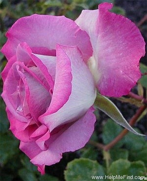 'High Five (floribunda, Schuurman 1999)' rose photo