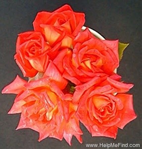 'Hot Tamale' rose photo