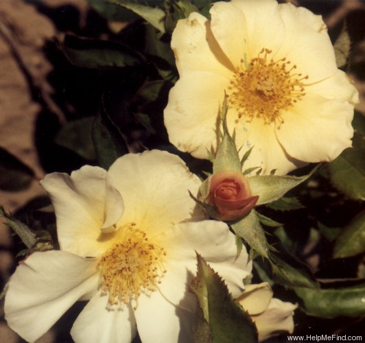 'Aunt Lucy' rose photo