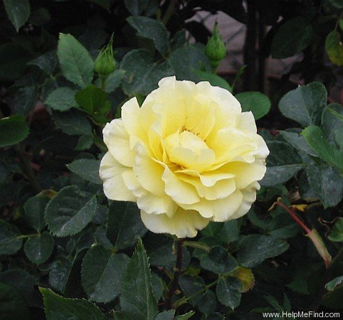 'Golden Bouquet (floribunda, Harkness 1983)' rose photo