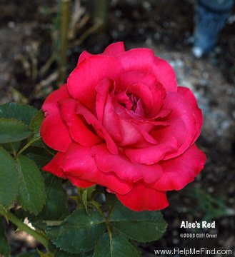 'Alec's Red® (Hybrid Tea, Cocker, 1970)' rose photo