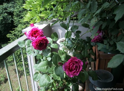 'Wise Portia' rose photo