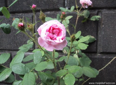 'Gloire Des Mousseux' rose photo