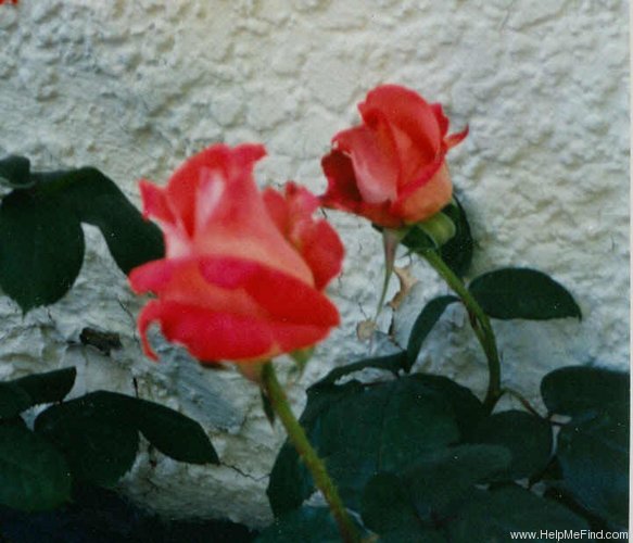 'Cary Grant ™' rose photo