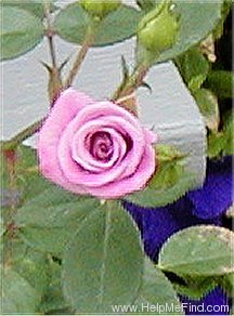 'Vista ™ (miniature, Saville 1994)' rose photo