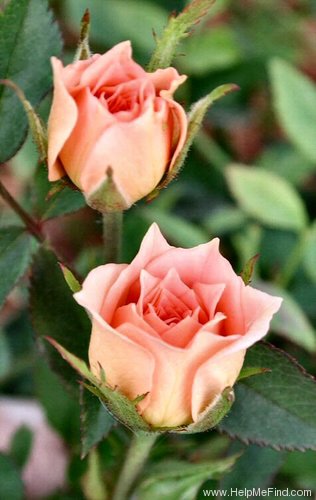 'Baby Darling' rose, click to enlarge 'Baby Darling' rose photo