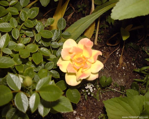 'Golden Halo' rose photo