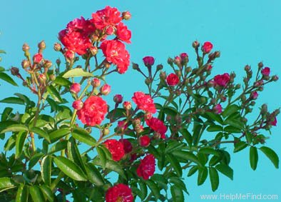 'Red Fairy' rose photo