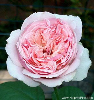 'English Sachet ™' rose photo