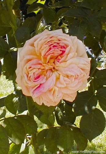 'Alchymist (Rambler, Kordes, 1956)' rose photo