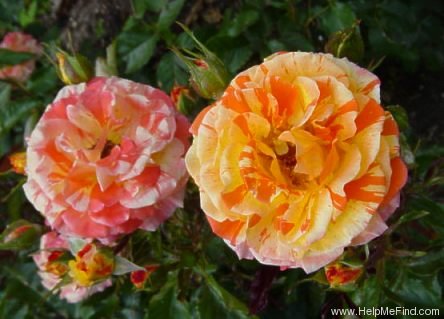 'Papagena (floribunda, McGredy 1985)' rose photo