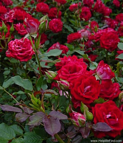 'Maidy ®' rose photo