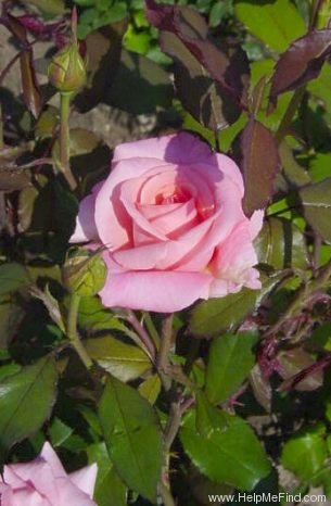 'Sylvia (hybrid tea, Kordes 1979)' rose photo