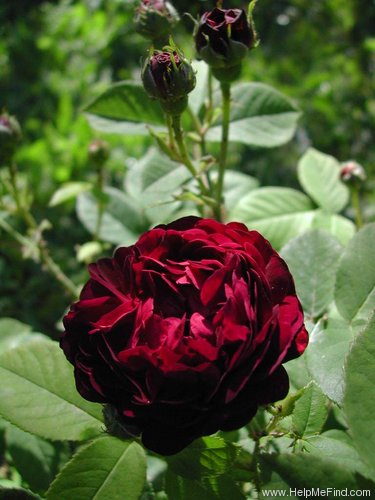 'Ombrée Parfaite' rose, click to enlarge 'Ombrée Parfaite' rose photo