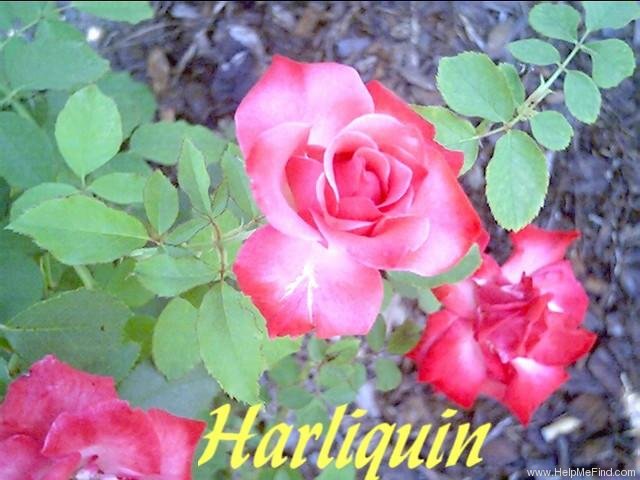 'Harlequin ™ (hybrid tea, Kordes 1996)' rose photo