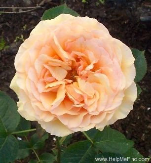 'Camisole™' rose photo
