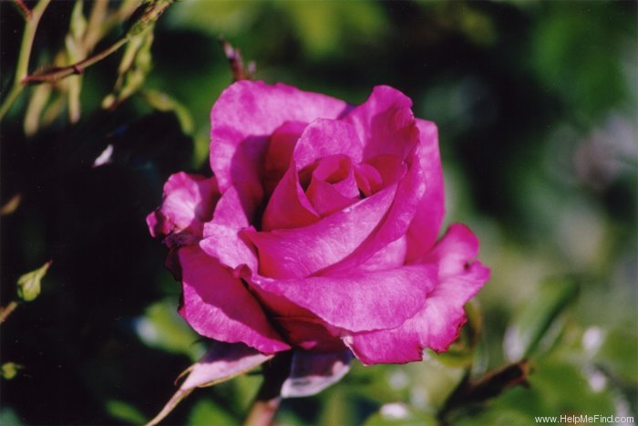 'Violette Parfum' rose photo