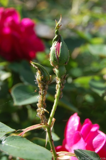 'Marie Nabonnand' rose photo