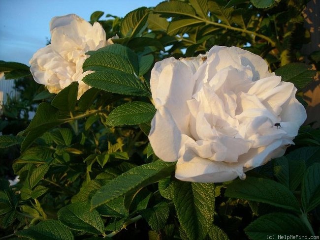 'Schnee-Eule' rose photo