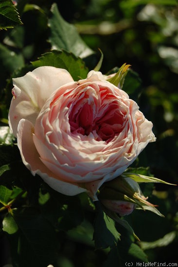 'Pompon Flower Circus ®' rose photo