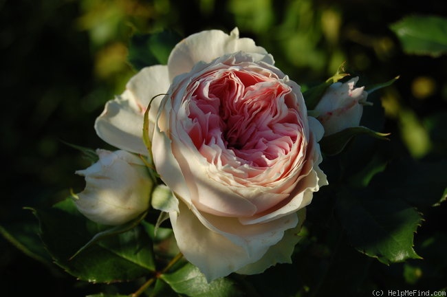 'Pompon Flower Circus ®' rose photo