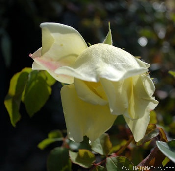 'Drei Gleichen' rose photo