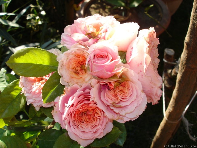 'William Christie ®' rose photo