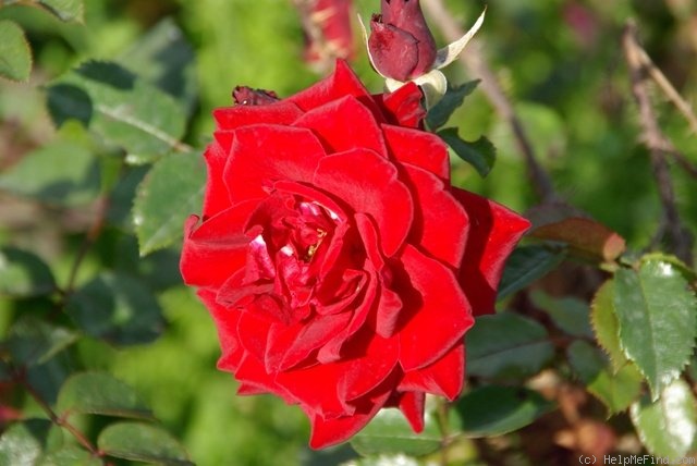 'High Flier' Rose Photo
